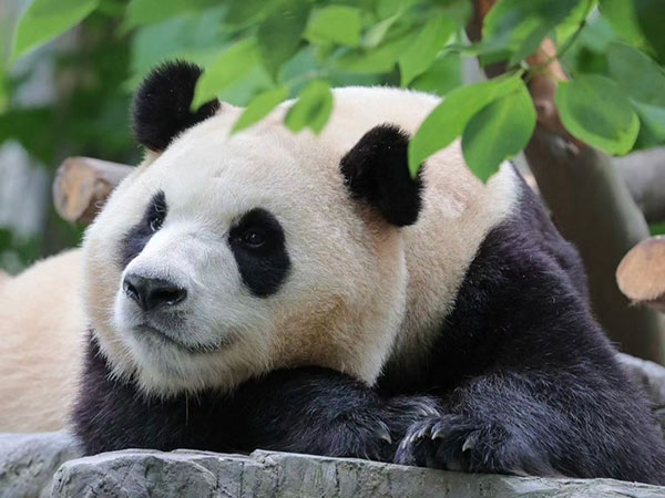 How to Visit Giant Pandas in Sichuan 2025
