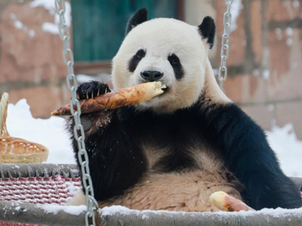 How to Visit Giant Pandas in Beijing in 2025