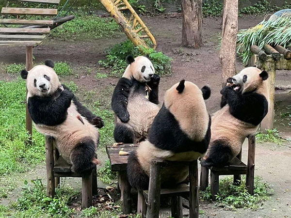 How to Visit Giant Pandas in Chongqing 2025