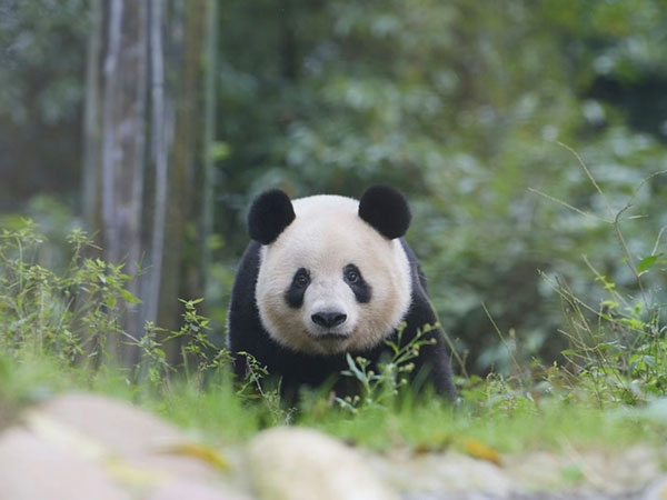 Most Famous Giant Pandas in China in 2025